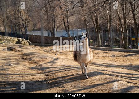Llama Lama glama che cammina nel recinto dello zoo su terreno asciutto con recinzione e alberi sullo sfondo. Animali in cattività, fauna selvatica, comportamento. Foto Stock