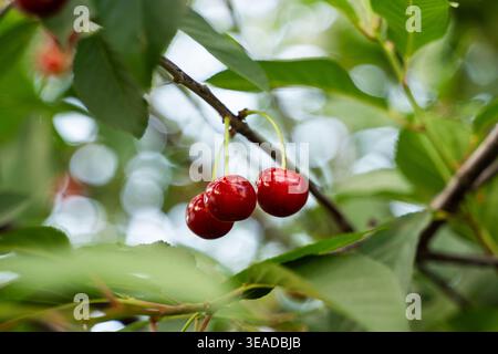 Ciliegie rosse mature che crescono su un ramo in un frutteto durante la stagione estiva. Frutta fresca pronta per la raccolta e il consumo Foto Stock