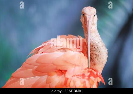 Scarlet Ibis, Eudocimus Ruber, con vivaci piume rosa e un lungo becco, in piedi con luce naturale all'aperto Foto Stock