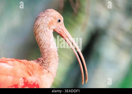 Scarlet ibis, con il suo esclusivo becco lungo e curvo e il caratteristico piumaggio rosa arancione, è immerso nella natura Foto Stock