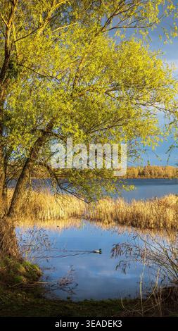 Tramonto dorato su Kiev sulla riva del fiume Dnipro, acqua calma, alberi e canne luccicanti e skyline lontano della città sotto le nuvole spettacolari, creando un ambiente sereno Foto Stock