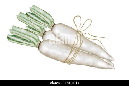 Acquerello daikon radish. Ravanello bianco disegnato a mano. Clip art. Cibo. Per la progettazione di imballaggi per sementi, stampe da giardino e negozi di alimenti per la salute. Foto Stock