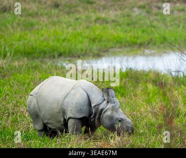 Vitello rinoceronte indiano (Rhinoceros unicornis) nel Parco Nazionale di Dudhwa, India Foto Stock