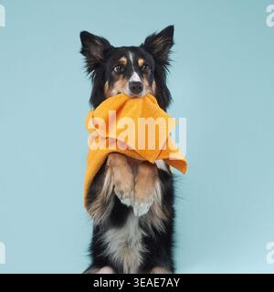 Un collie con bordo bianco e nero si erge su due gambe, tenendo un asciugamano arancione in bocca. Lo sfondo azzurro migliora il divertimento e lo stile Foto Stock