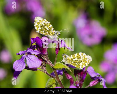 Farfalle con punta arancione del Regno Unito, cardamine Anthocharis, femmina sopra, su Hesperis matronalis, razzo dolce Foto Stock