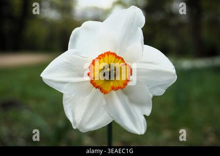 Primo piano colorato di Narciso poeticus, narciso del poeta/narciso del poeta, con foglie di fiori bianchi, petali e vivace corona rossa arancione Foto Stock