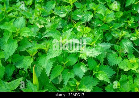 Piante di ortica verde e vivace che crescono densamente in un ambiente naturale all'aperto Foto Stock