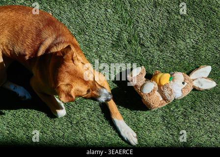 Brown Dog che riposa sull'erba accanto al peluche Bunny Toy nella scena del cortile alla luce del sole Foto Stock