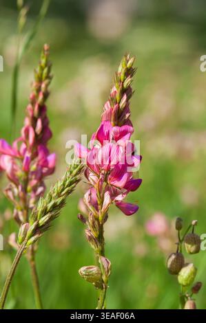 Italia, Lombardia, Fiore di Sainfoin, Onobrychis Viciifolia Foto Stock