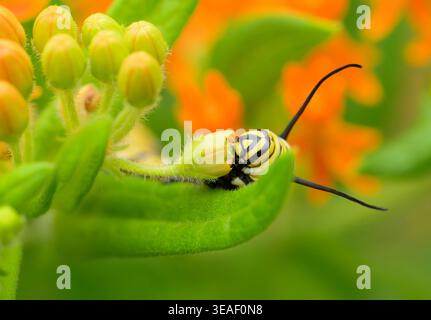 Primo piano di un bruco di farfalle Monarch che mangia un bocciolo di Milkweed Foto Stock