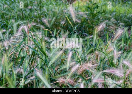 Prato di erba selvatica con delicate teste di semi in Green Field Close-Up Nature texture Foto Stock