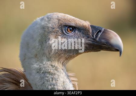 Avvoltoio griffon eurasiatico (Gyps fulvus) primo piano della testa con becco forte e denso Foto Stock