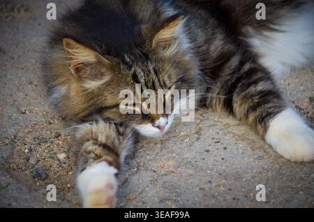 Soffice gatto dormiente a terra Foto Stock
