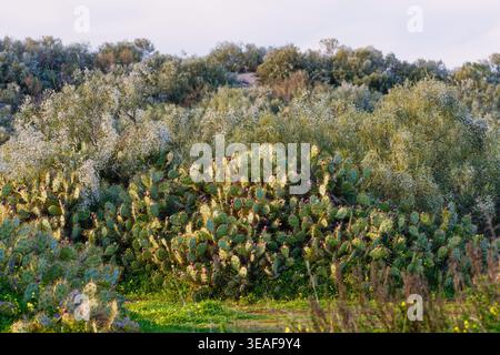 Gruppo di coppette di cactus di fichi d'India ricoperte di spine affilate e frutti viola che crescono nella vegetazione verde selvatica. Foto Stock