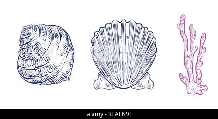 Una serie di illustrazioni vettoriali con conchiglie, capesante e coralli. Tutti gli oggetti sono disegnati a mano con inchiostro. Questo set di illustrazioni è perfetto per Illustrazione Vettoriale