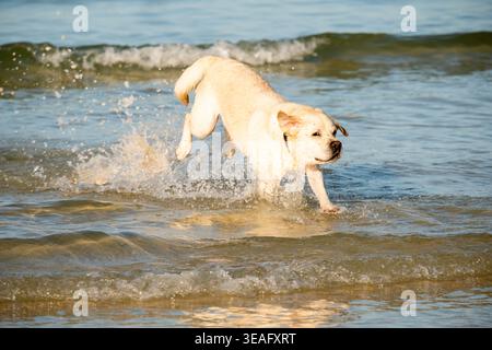 Labrador retriever che corre e spruzza attraverso acque poco profonde su una spiaggia sabbiosa nel Regno Unito, catturando un momento energetico sul mare Foto Stock