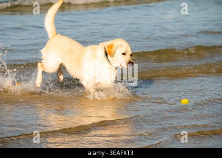 Labrador retriever che corre e spruzza attraverso acque poco profonde su una spiaggia sabbiosa nel Regno Unito, catturando un momento energetico sul mare Foto Stock
