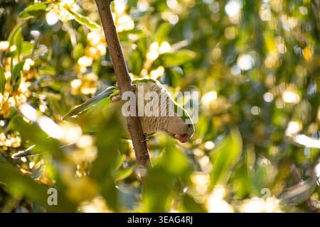 Una Parrocchetto Monaco Verde appollaiata su un ramo nel Giardino Nazionale di Atene, Grecia. Foto Stock