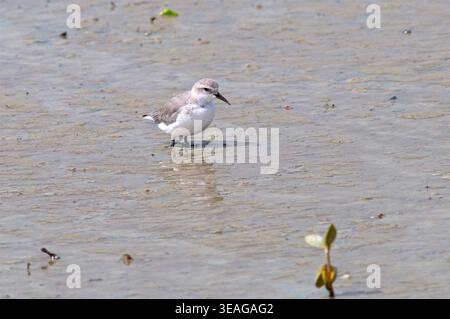 Wrybill, Anarhynchus frontalis, North Island, nuova Zelanda Foto Stock