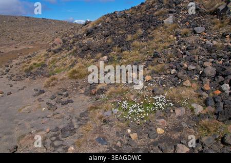 Anaphalioides bellidioides, Hells Bells, New Zealand Everlasting Daisy, New Zealand's Everlasting Flower, Tongariro Crossing, nuova Zelanda Foto Stock