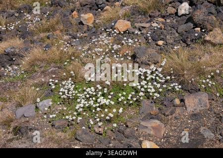 Anaphalioides bellidioides, Hells Bells, New Zealand Everlasting Daisy, New Zealand's Everlasting Flower, Tongariro Crossing, nuova Zelanda Foto Stock