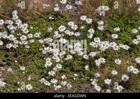 Anaphalioides bellidioides, Hells Bells, New Zealand Everlasting Daisy, New Zealand's Everlasting Flower, Tongariro Crossing, nuova Zelanda Foto Stock