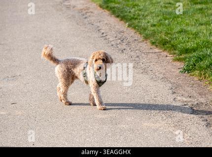 Poodle cammina su un sentiero con erba nelle vicinanze alla luce del sole. Foto Stock