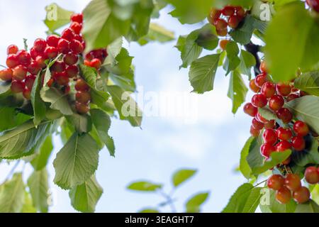 Ciliegie rosse mature appese ai rami degli alberi con foglie verdi contro il cielo blu Foto Stock