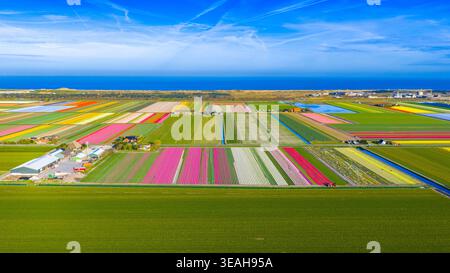 Vista aerea dei vibranti campi di tulipani in piena fioritura con strisce colorate di fiori rosa, giallo e rosso vicino alla costa del Mare del Nord sotto un cielo blu Foto Stock