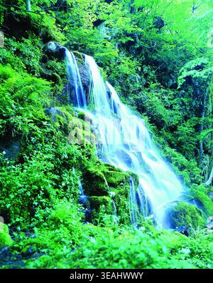 Una piccola cascata nebbiosa si estende lungo una parete rocciosa verde e muschiata in una lussureggiante foresta tropicale. Foto Stock