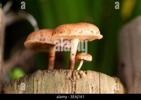 Macro shot di un piccolo gruppo di funghi selvatici bruni che crescono su un ceppo di alberi intempestivo in una lussureggiante foresta verde. Foto Stock