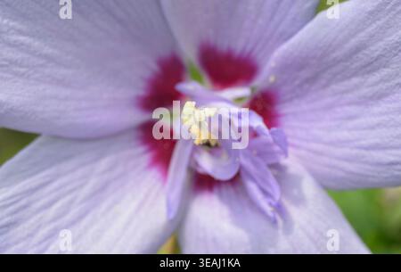 Primo piano di un bellissimo fiore viola e rosa di una rosa di Sharon, con le sue piccole canne a fuoco Foto Stock