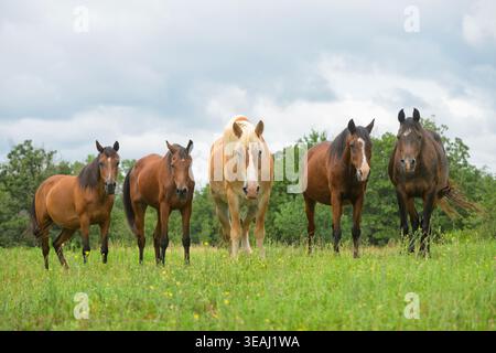Cavalli che riposano in un pascolo, guardando pigramente lo spettatore, che sta per addormentarsi Foto Stock