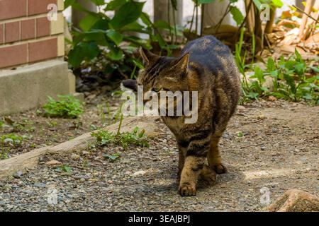 Gatto domestico dai capelli corti che si aggira all'aperto su un terreno sassoso con piante verdi Foto Stock