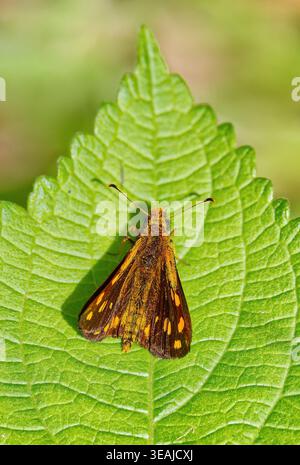 Una farfalla Sylph (Metisella metis paris) color oro orientale marrone e giallo riposa al sole su una grande foglia increspata, Magoebaskloof, Sudafrica Foto Stock