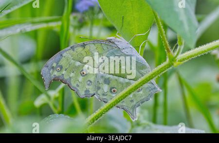 Una farfalla verde ben mimetizzata della madre comune della Perla (Protogoniomorpha parhassus) riposa tra le foglie di vite nelle ombre mattutine del Sud Africa. Foto Stock