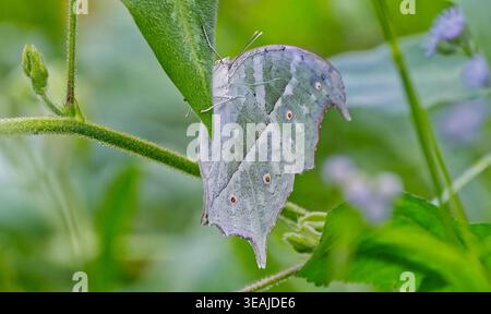 Una farfalla verde ben mimetizzata della madre comune della Perla (Protogoniomorpha parhassus) riposa tra le foglie di vite nelle ombre mattutine del Sud Africa. Foto Stock