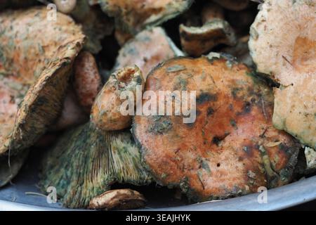Funghi raccolti dalla foresta per la cottura Foto Stock
