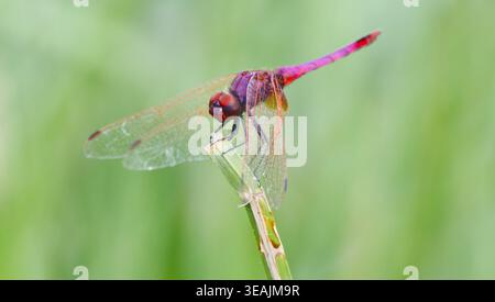 Violet Dropwing (Trithemis annulata) Foto Stock