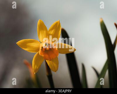 Primo piano di un singolo narcidio giallo con una tromba arancione, illuminata dalla luce del sole su uno sfondo morbido e sfocato in un giardino primaverile Foto Stock