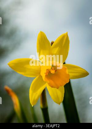 Vista macro di un narciso giallo vibrante con una tazza arancione profonda, in piedi su un morbido sfondo bokeh blu e verde in un giardino primaverile Foto Stock