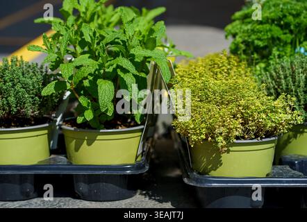 Erbe fresche menta menta timo timo Thymus vulgaris e prezzemolo Petroselinum in pentole, piante aromatiche per cucinare e giardinaggio in esposizione solare Foto Stock