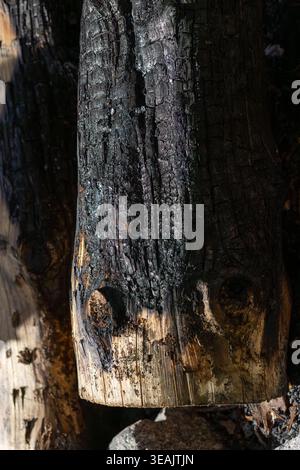 Primo piano verticale di un tronco bruciato e bruciato in una foresta. L'autentica texture della natura per l'ambiente e la realtà colpisce i temi del design. Foto Stock