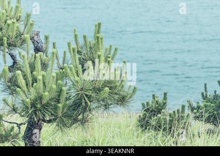 Diramazione di alberi di pino verde contro l'acqua del lago turchese sullo sfondo Foto Stock