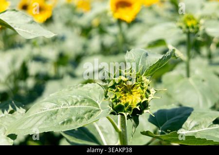 Bud di girasole in procinto di aprirsi circondato da foglie verdi nel campo di girasole Foto Stock