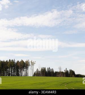 Campi di Green Spring. Gruppo di alberi sull'orizzonte. Foto Stock