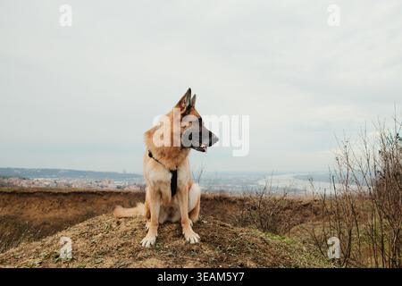 Pastore tedesco seduto sul bordo di una collina con una vasta vista sulla valle e sul fiume sullo sfondo. Cane forte e fedele in un paesaggio naturale scenografico. Foto Stock