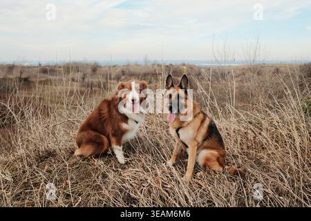 Australian Shepherd e German Shepherd seduti insieme in un campo di erba secca. Cani fedeli e amichevoli che posano in un paesaggio naturale. Foto Stock