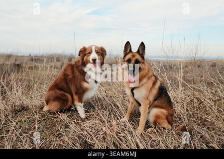 Australian Shepherd e German Shepherd seduti insieme in un campo di erba secca. Cani fedeli e amichevoli che posano in un paesaggio naturale. Foto Stock