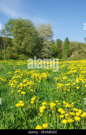 Prato fiorito con fiori di leoni Foto Stock